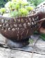 coconut shell holder plants