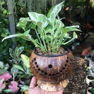 Coconut shell holders pot