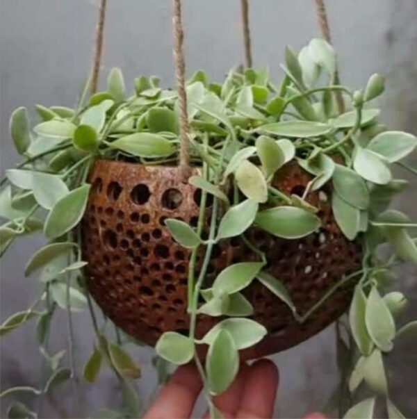 สำเนาของ ไม่มีชื่อ (สตอ