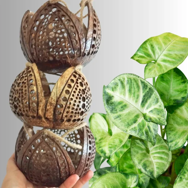 Medium Size Multifunctions Handicraft Coconut Shell Hanging Planter Pots