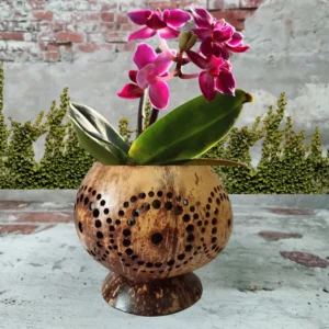 Large size coconut shell planter pots, Perfect decoration gift Idea, Flower holders, Pot & base handcrafted from a reclaimed coconut shell.